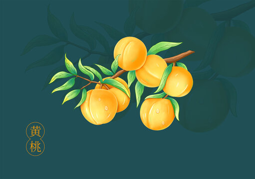 黄桃插画