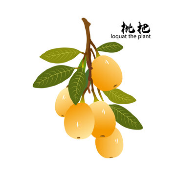 枇杷