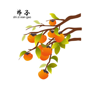 柿子