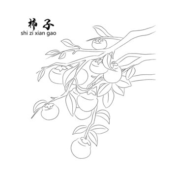 柿子线稿
