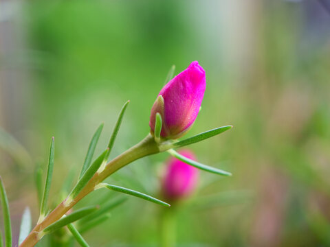 太阳花花蕾
