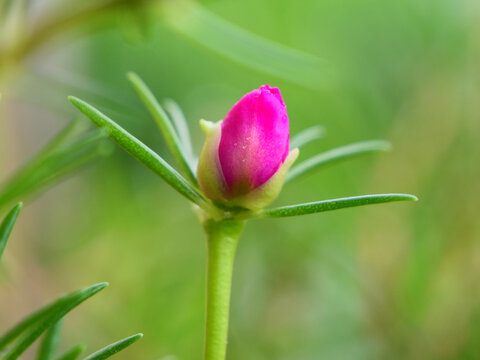 太阳花花蕾