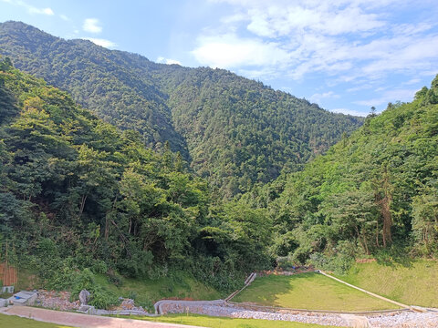 密林