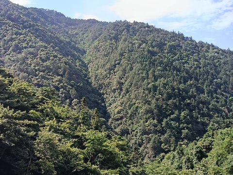 密林