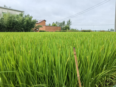 乡村稻田