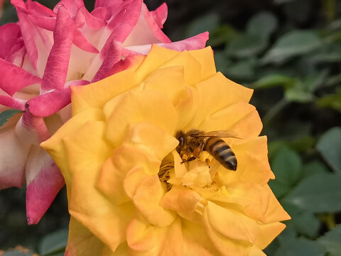 蜜蜂