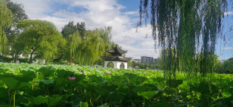 公园风景