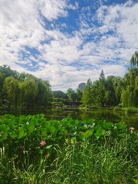 公园风景
