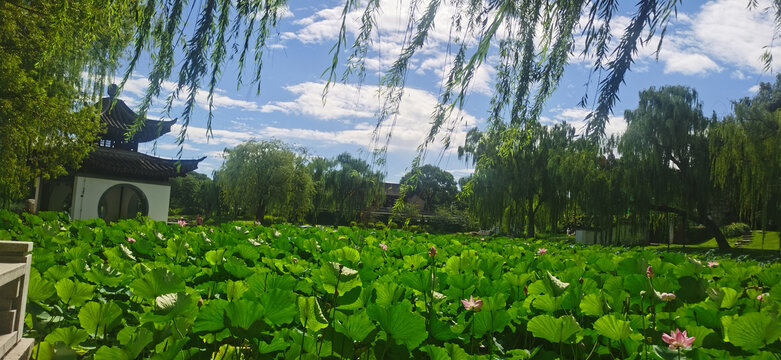 公园风景