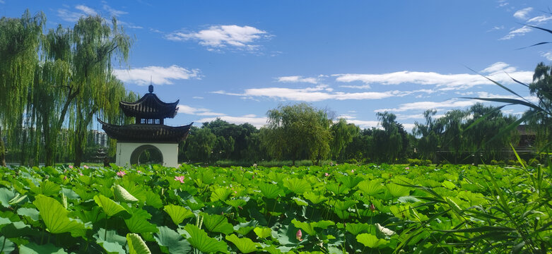 公园风景