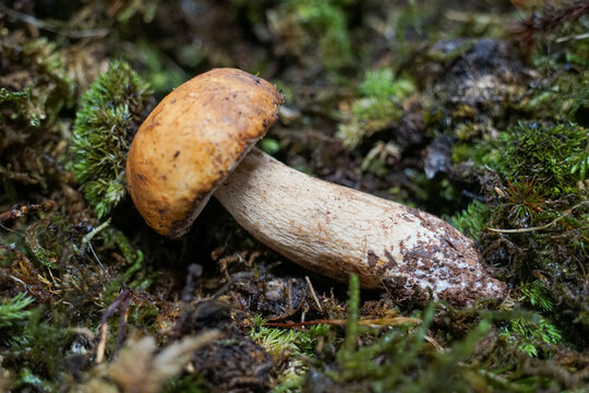 牛肝菌