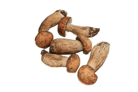 云南野生牛肝菌