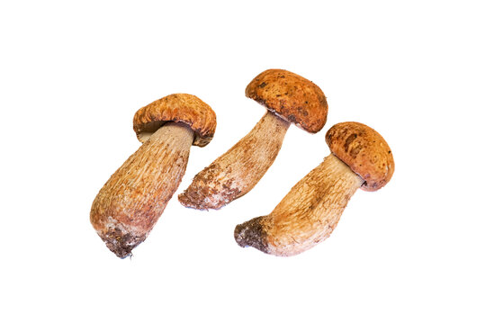 牛肝菌