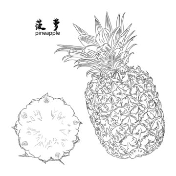 菠萝线稿