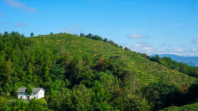 县河茶山