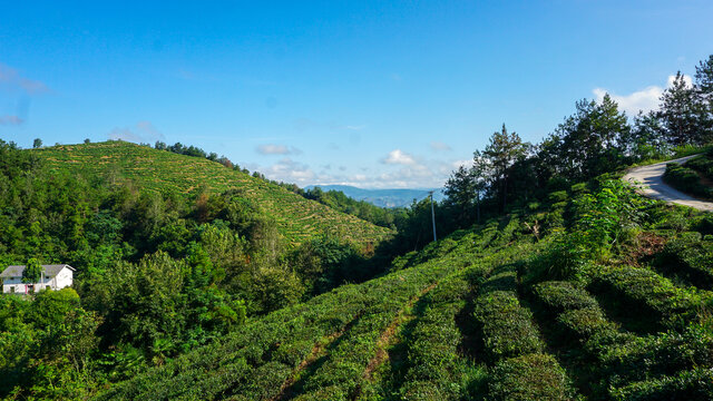 县河茶带