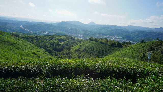 县河茶园