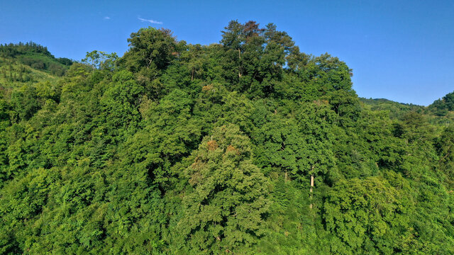 高山巨树