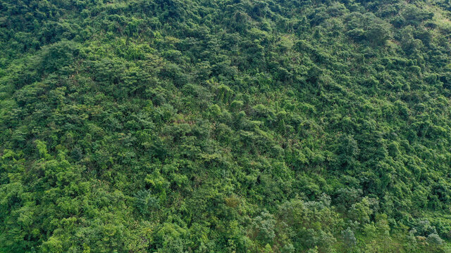 黑山林场