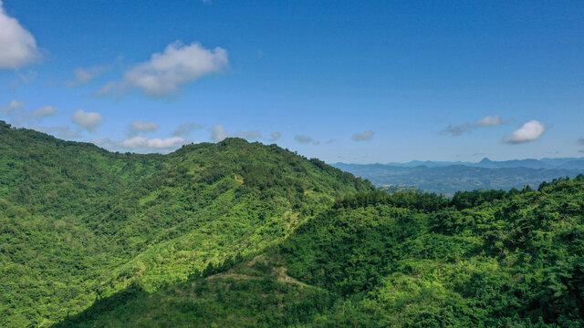 高山绿树长空