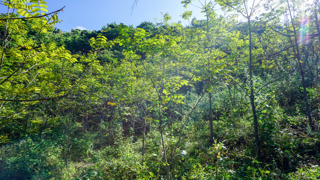 漆树繁育苗木基地