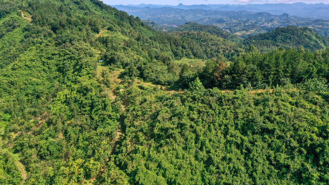高山绿树