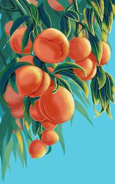 桃子水蜜桃插画