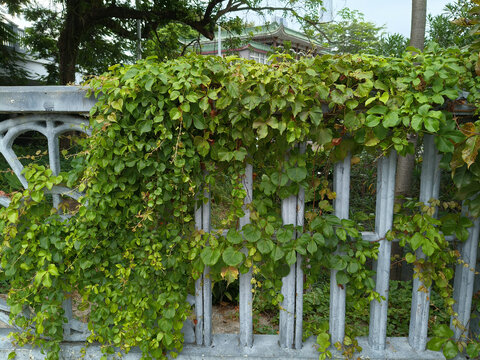 花藤