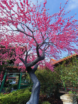 桃花