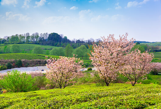 茶山风景