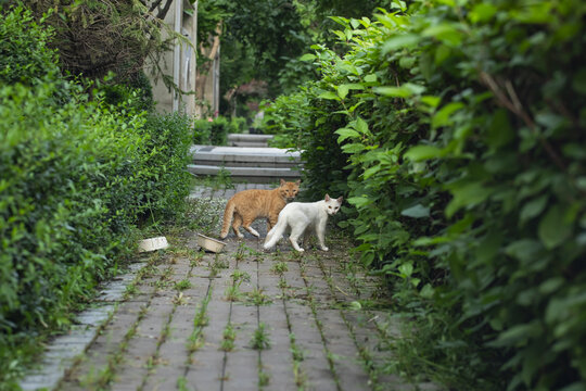 并排行走的猫