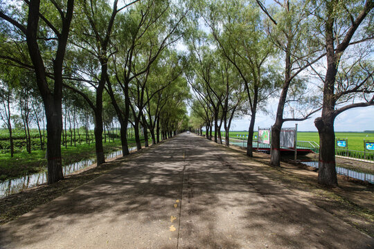 林荫路