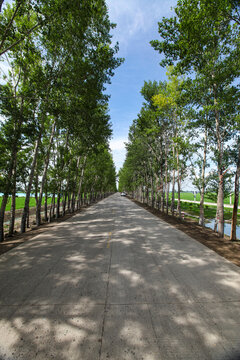 田间路