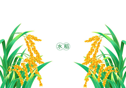 手绘水稻