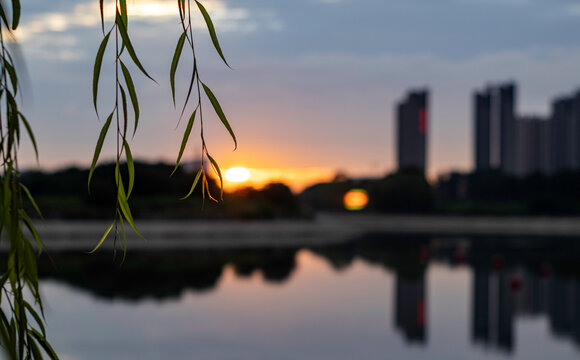 夕阳柳叶