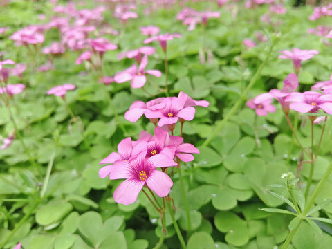 三叶草花园林