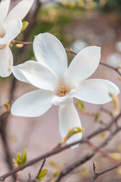 玉兰花盛开