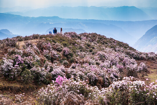 山岭杜鹃花海