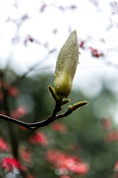 玉兰花特写