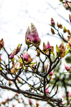 玉兰花特写