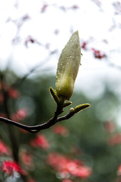 白色玉兰花