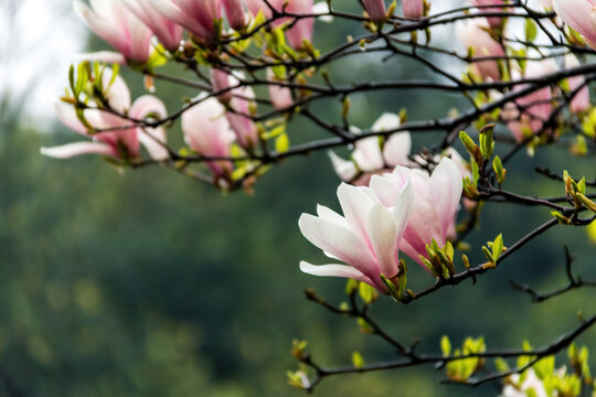 粉色玉兰花