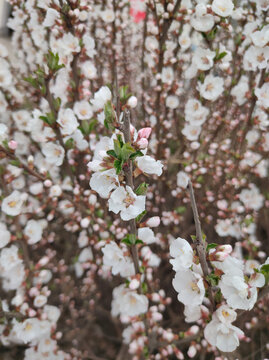 毛樱桃花