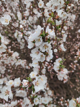 毛樱桃花