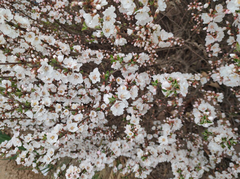 毛樱桃花