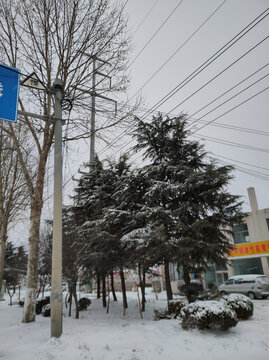 松树积雪