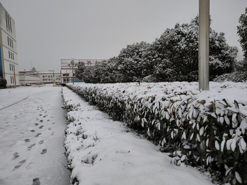 工厂绿化带雪景