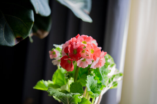 室内正在盛开的粉色樱花草