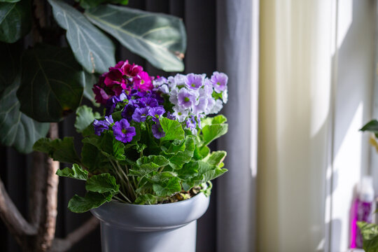 室内正在开花的多色樱花草