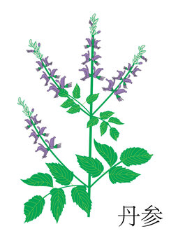 中草药丹参
